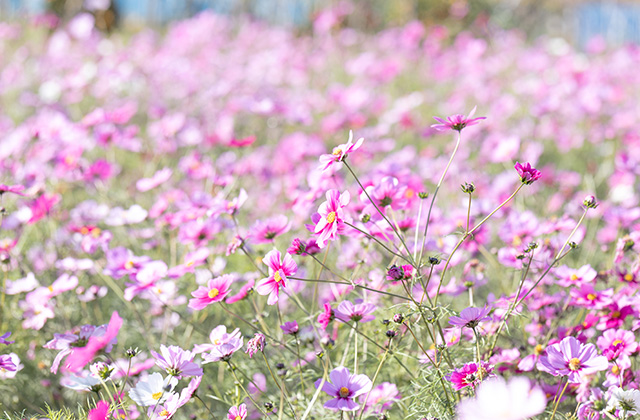 「はたけサロン」のコスモスの写真