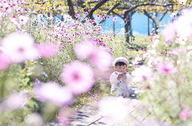 「はたけサロン」のコスモスの写真