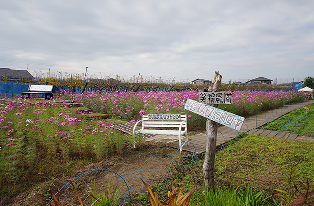 「はたけサロン」のコスモスの写真