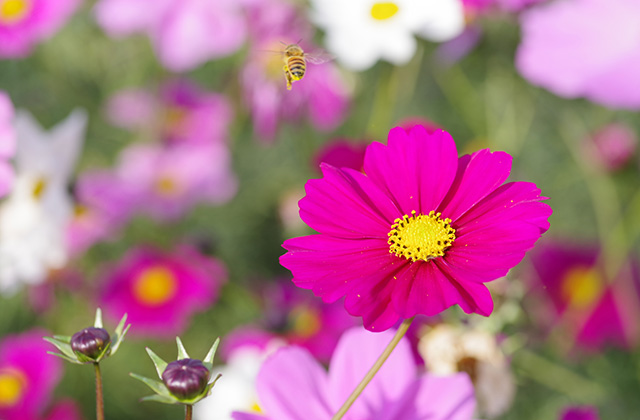 「はたけサロン」のコスモスの写真