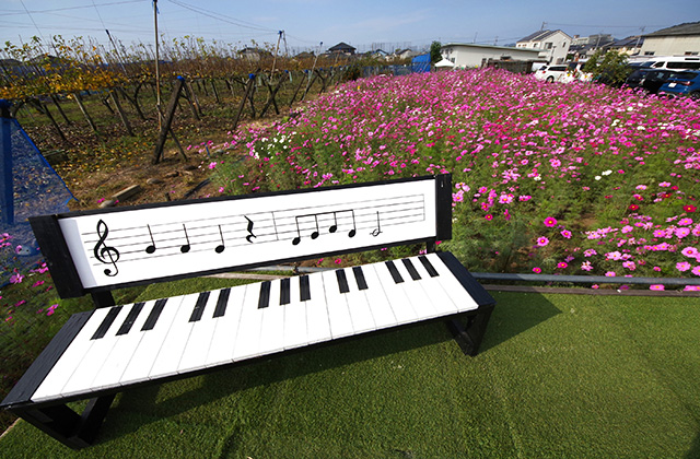 「はたけサロン」のコスモスの写真