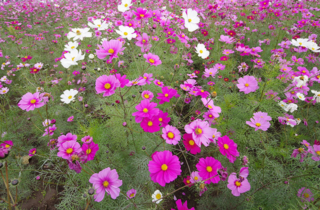「はたけサロン」のコスモスの写真