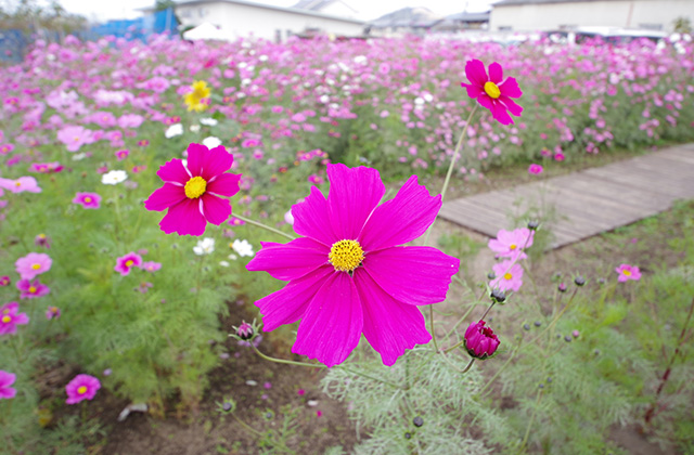 「はたけサロン」のコスモスの写真
