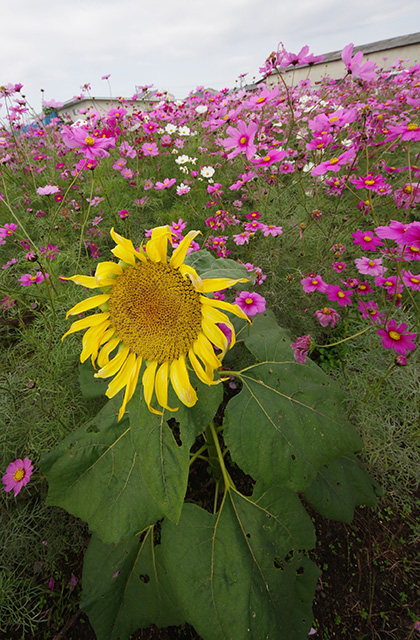 「はたけサロン」のコスモスの写真