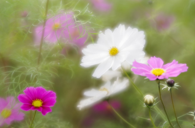「はたけサロン」のコスモスの写真