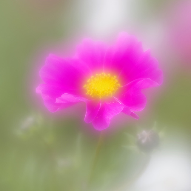 「はたけサロン」のコスモスの写真