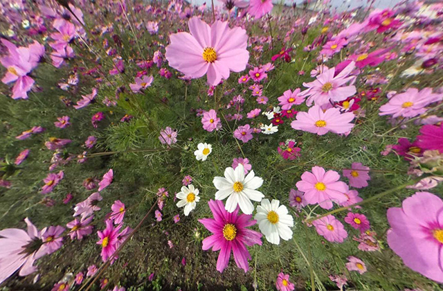 「はたけサロン」のコスモスの写真