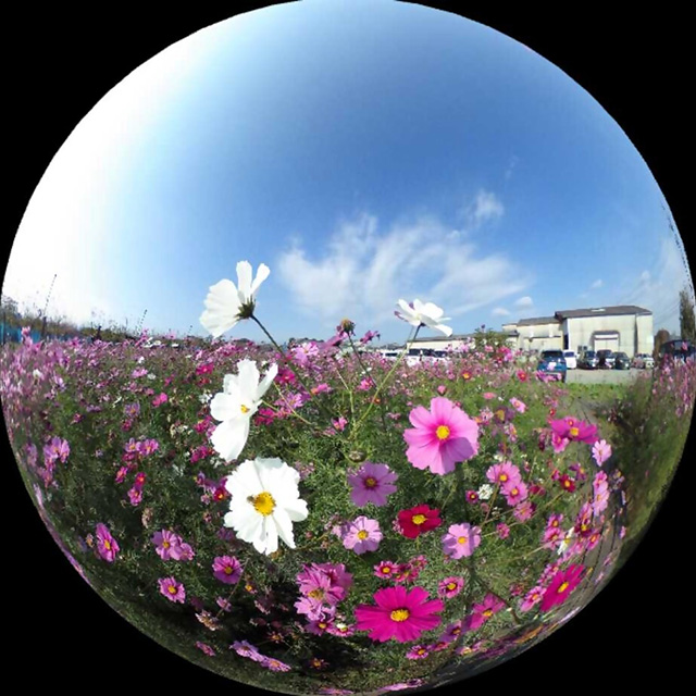 「はたけサロン」のコスモスの写真