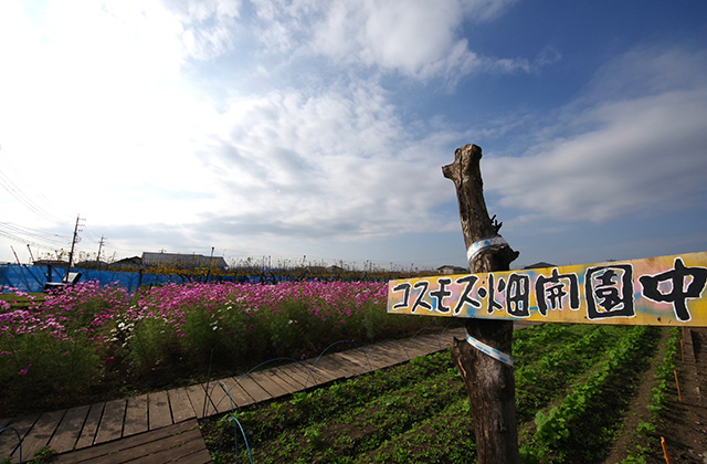 「はたけサロン」のコスモスの写真