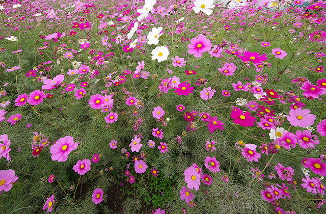 「はたけサロン」のコスモスの写真