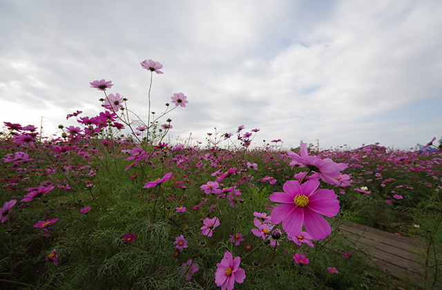 「はたけサロン」のコスモスの写真