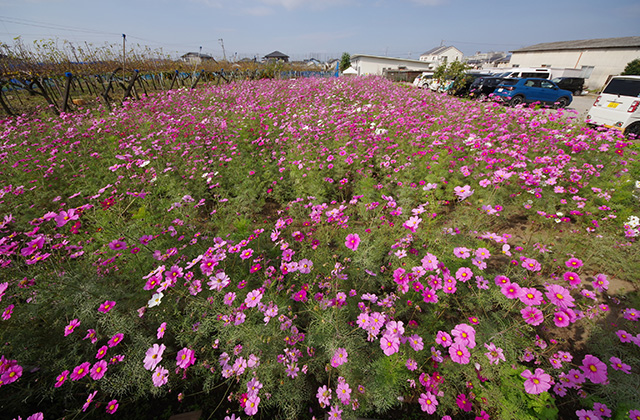 「はたけサロン」のコスモスの写真