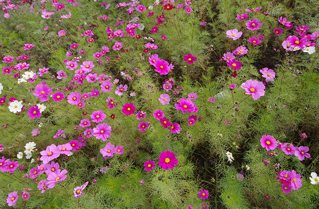 「はたけサロン」のコスモスの写真