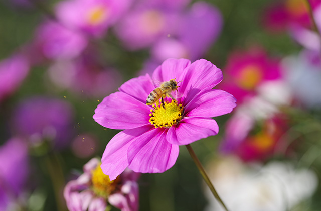 「はたけサロン」のコスモスの写真