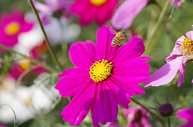 「はたけサロン」のコスモスの写真