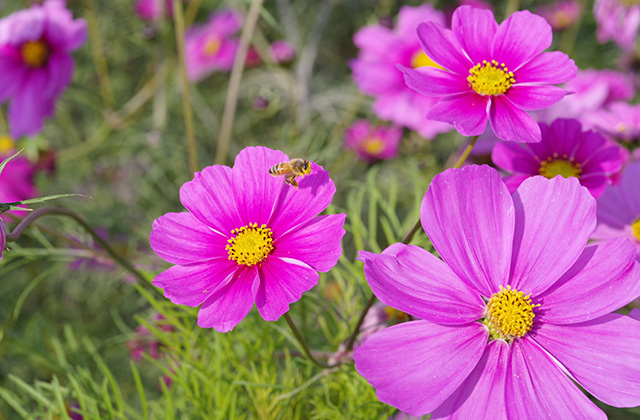 「はたけサロン」のコスモスの写真