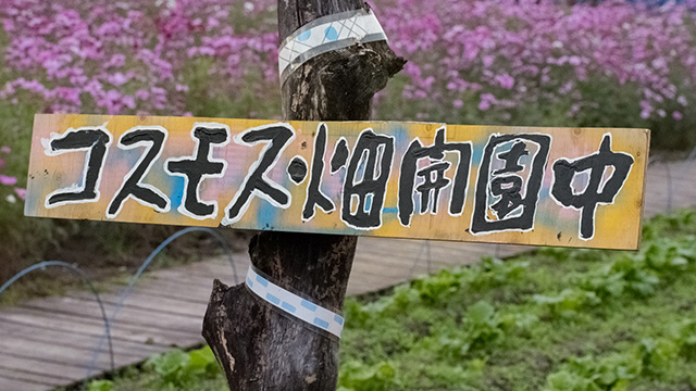 「はたけサロン」のコスモスの写真