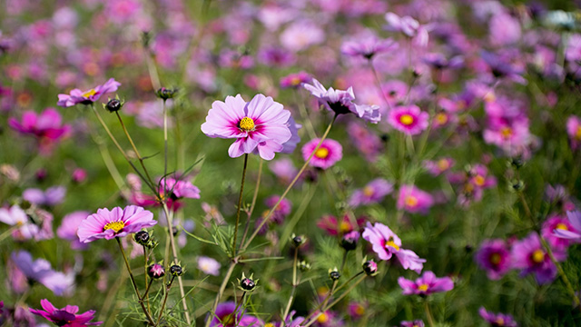 「はたけサロン」のコスモスの写真