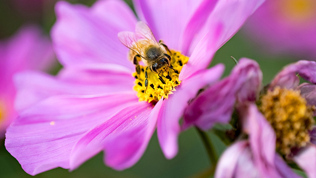 「はたけサロン」のコスモスの写真
