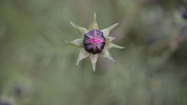 「はたけサロン」のコスモスの写真