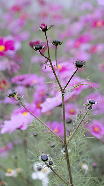 「はたけサロン」のコスモスの写真