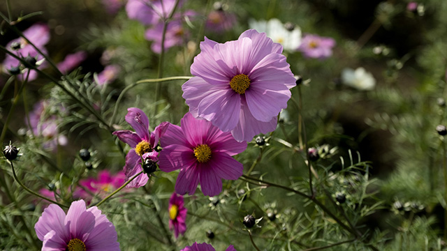 「はたけサロン」のコスモスの写真