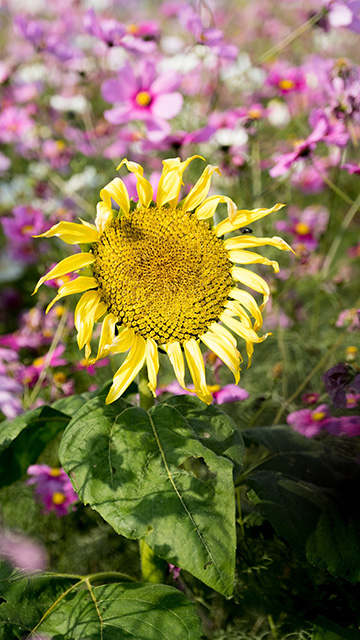 「はたけサロン」のコスモスの写真