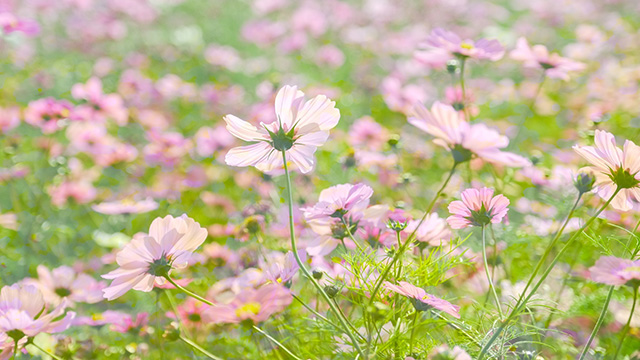 「はたけサロン」のコスモスの写真