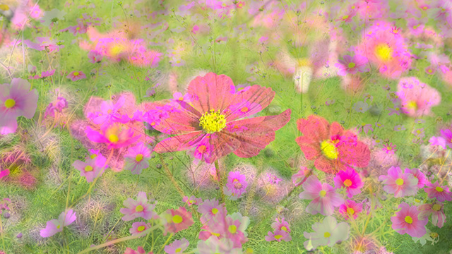 「はたけサロン」のコスモスの写真