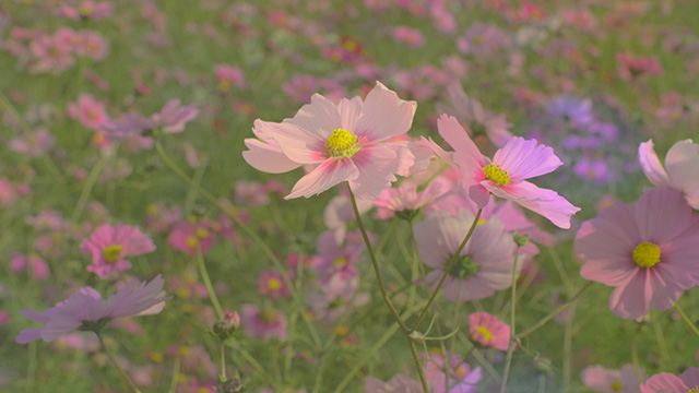 「はたけサロン」のコスモスの写真