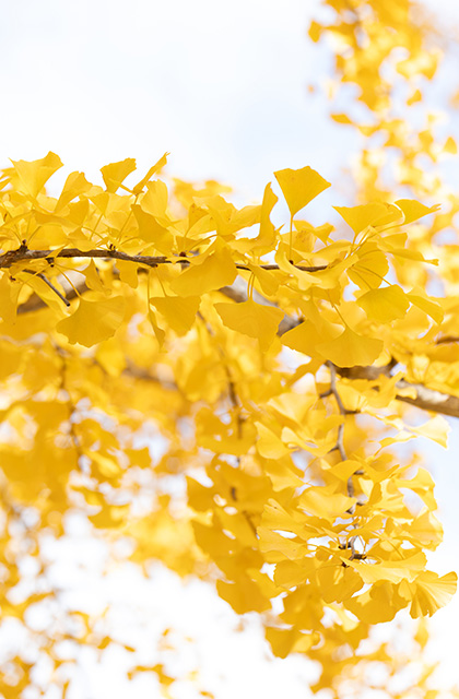 学びの森プロムナードの景色の写真