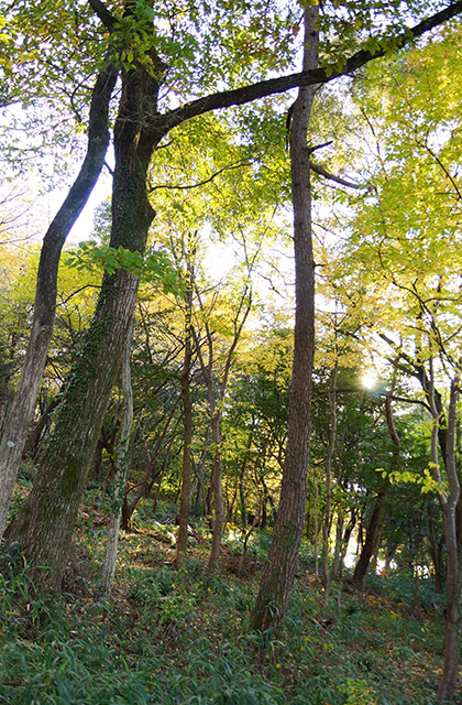 うぬまの森の風景の写真