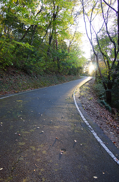 うぬまの森の風景の写真