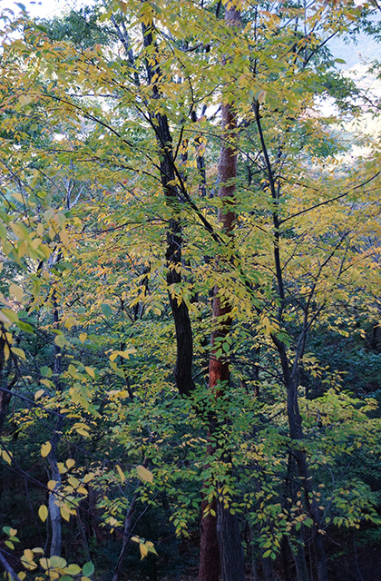 うぬまの森の風景の写真