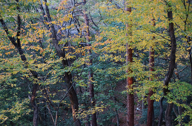 うぬまの森の風景の写真