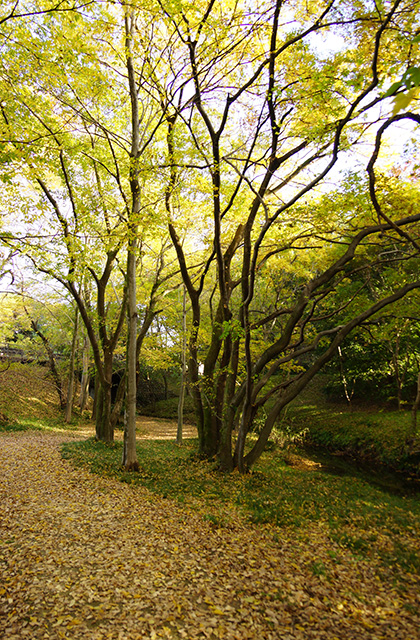 河跡湖公園の景色の写真