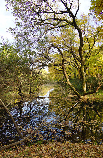 河跡湖公園の景色の写真