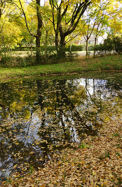 河跡湖公園の景色の写真