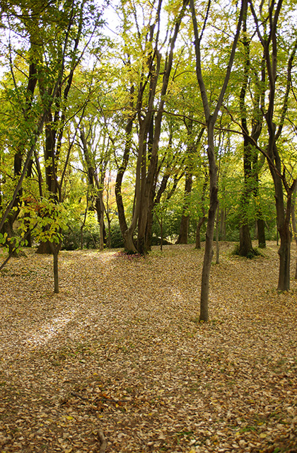 河跡湖公園の景色の写真