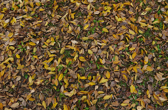 河跡湖公園の景色の写真