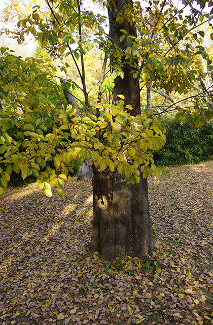 河跡湖公園の景色の写真