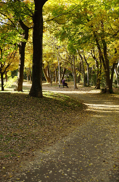 河跡湖公園の景色の写真