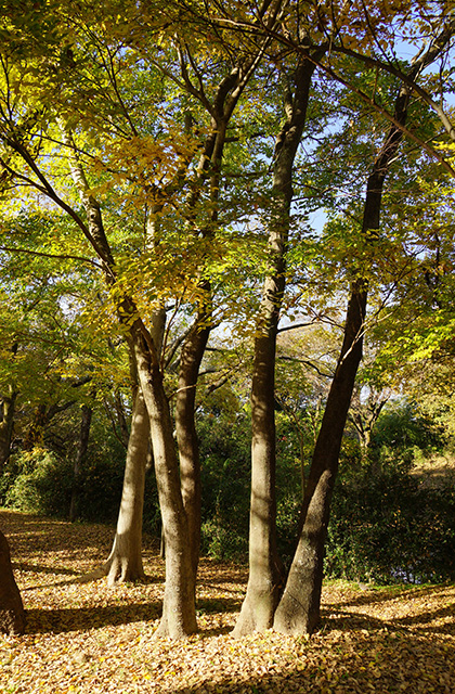 河跡湖公園の景色の写真