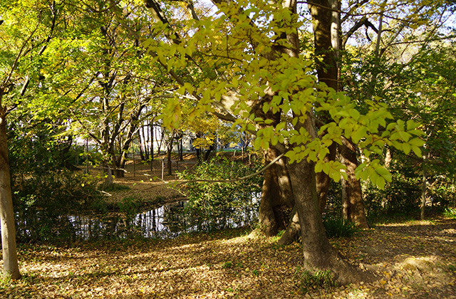 河跡湖公園の景色の写真