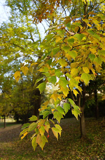 河跡湖公園の景色の写真