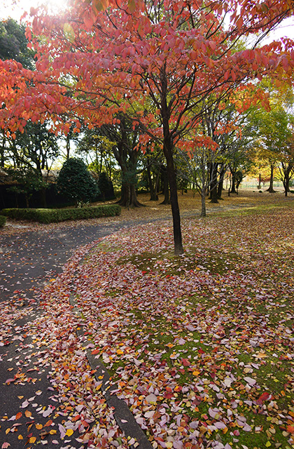 浄水公園の景色の写真