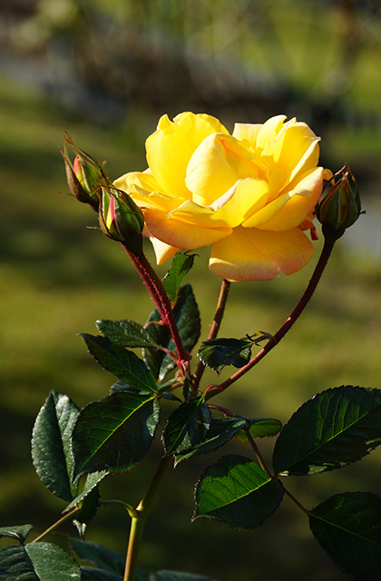 浄水公園の景色の写真