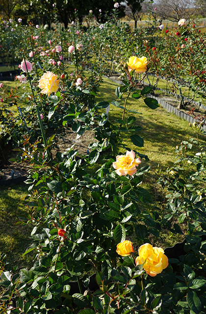 浄水公園の景色の写真