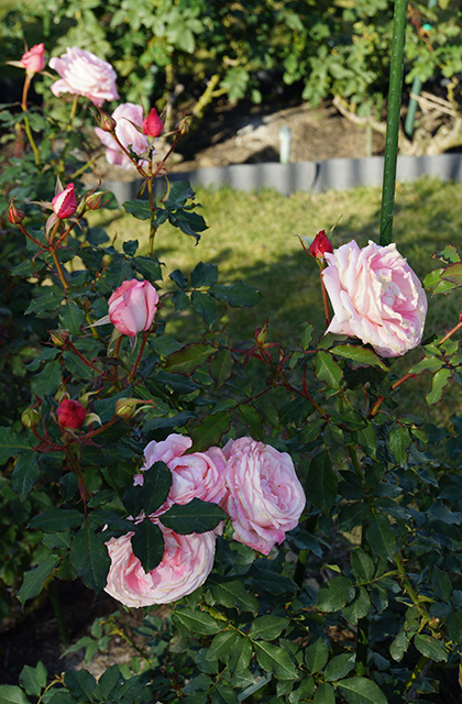 浄水公園の景色の写真