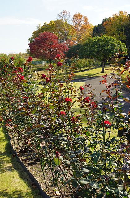 浄水公園の景色の写真